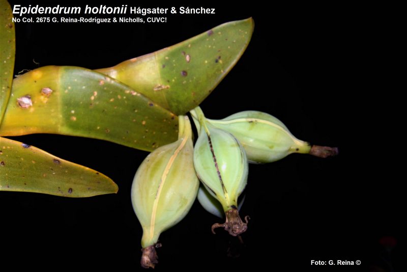 Epidendrum holtonii