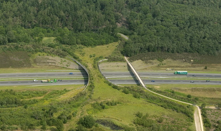 Ecoductos puentes para animales