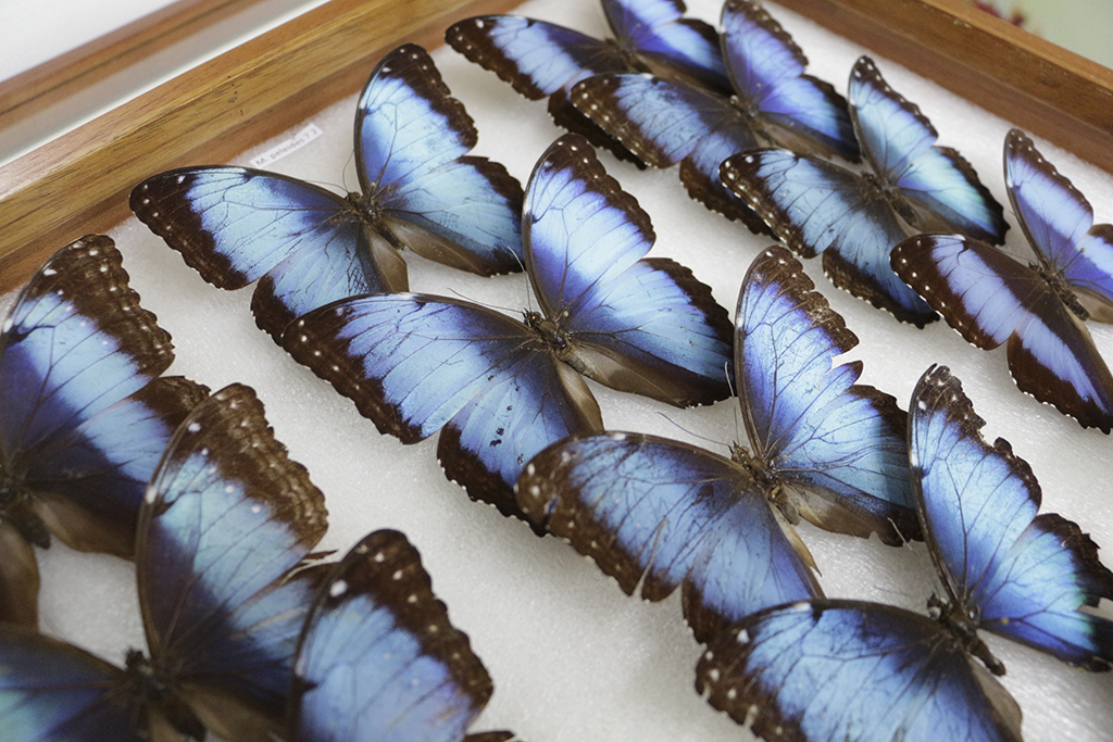 Morphos