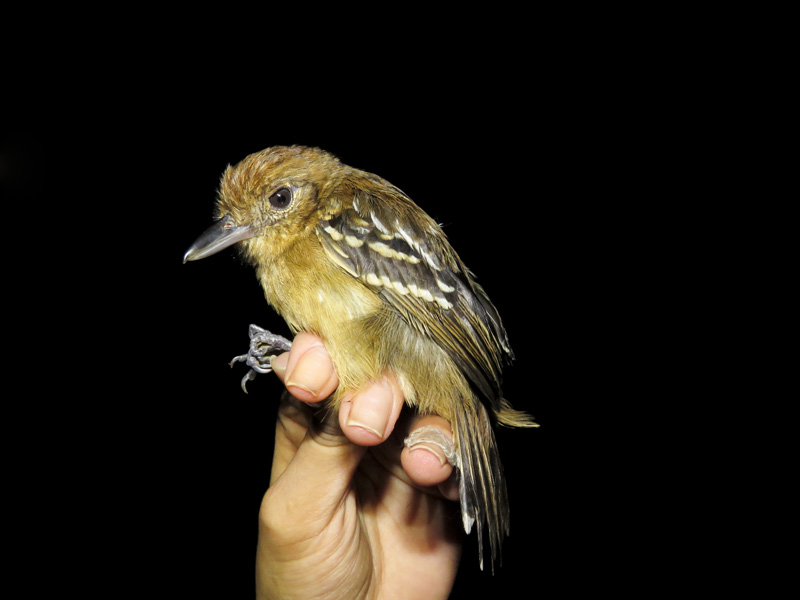 Thamnophilus np