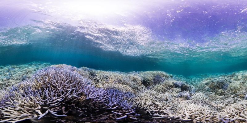 1.blanqueamiento Okinawa