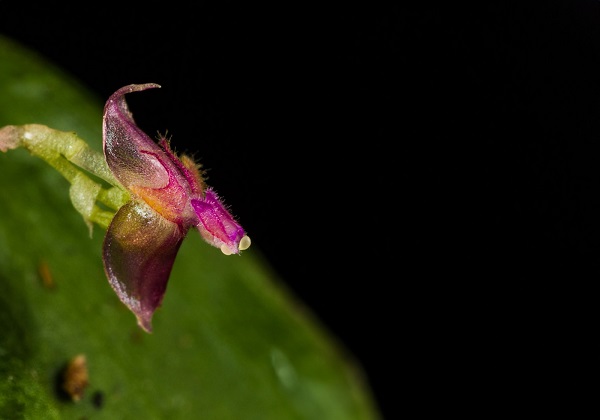 lephantes dianatrujilloana