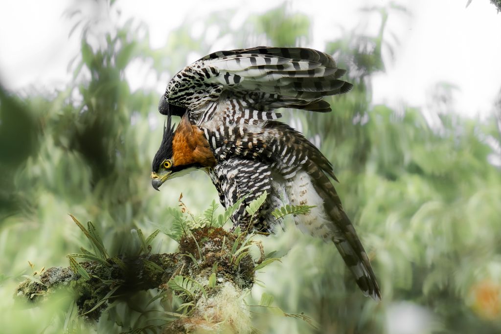 Imagen de ave referencia al  VIII Congreso Colombiano de Ornitología