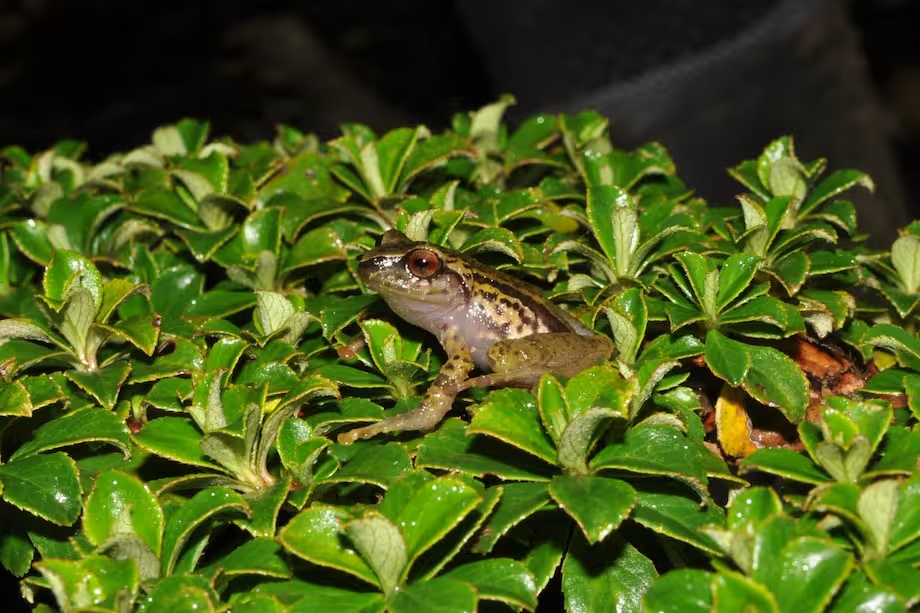Fotografía de una de las ranas encontradas
