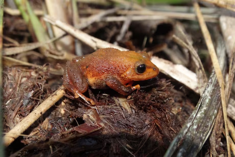 Fotografía de una de las ranas encontradas