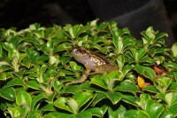 Encuentran dos nuevas especies de ranas en los Farallones de Cali